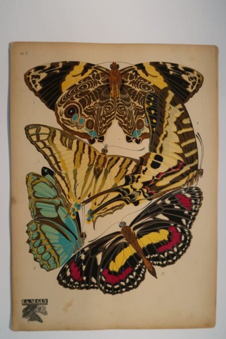 Own art, inspiring designers for years. An original pochoir. Seguy Papillons Plate5, is one of a set of 20. Art-Deco designs of butterflies.