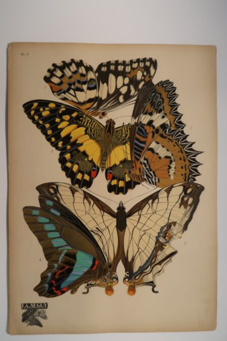Seguy Papillons Plate 9 species of butterflies are: 1. Papilio deoleus, 2. -dessus, 3. Cethosia cyane, 4. Papilio sarpedon, 5. Cyrestis thyodamas. An original, 1920's, pochoir plate.