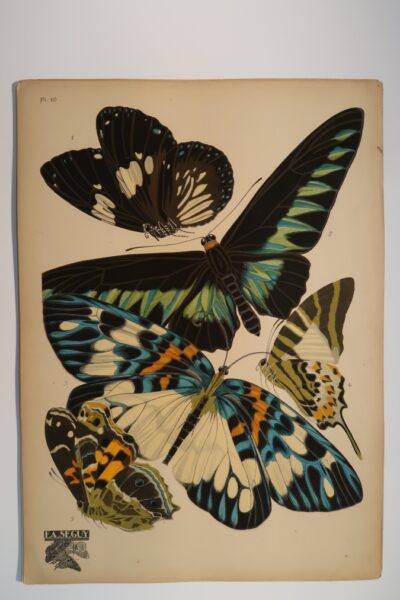 Species of Butterflies in Seguy Papillons Plate 10: 1. Euploea rhadamanthus, 2. Troides brookeana, 3. Erasmia pulchella, 4. Papilio antiphates, 5. Pyrameis myrinna