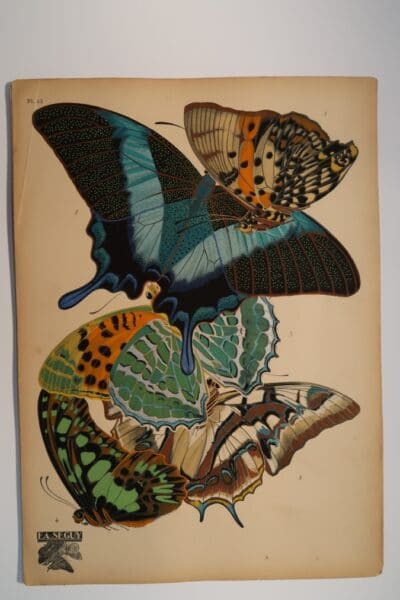 Seguy Butterflies Plate 13