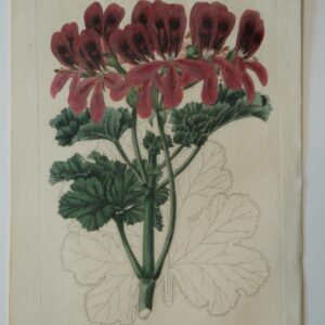 Red geraniums 1820's engraving, green leaves, for Robert Sweet.
