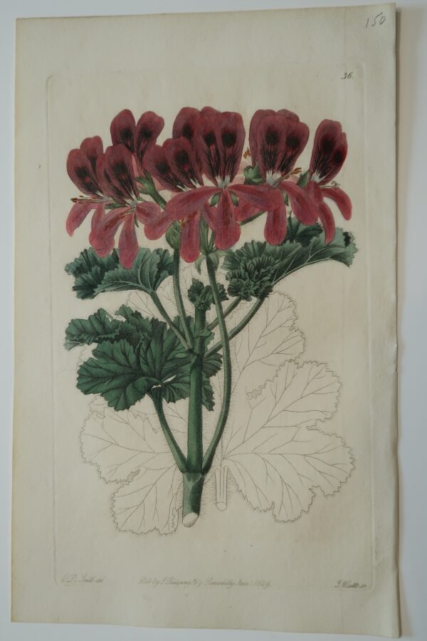 Red geraniums 1820's engraving, green leaves, for Robert Sweet.