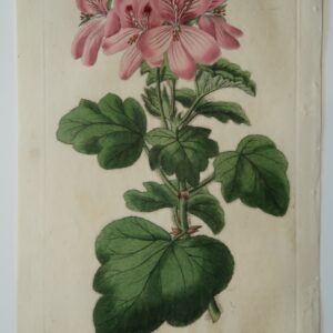 Robert Sweet Geranium Engraving of pink pelargoniums from 1821.