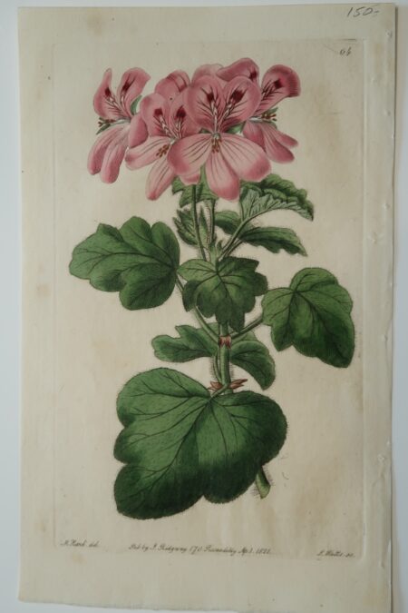 Robert Sweet Geranium Engraving of pink pelargoniums from 1821.