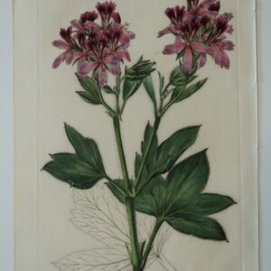 An 1830 bookplate engraving of geraniums, sourced from Sweet's work on the flowers.