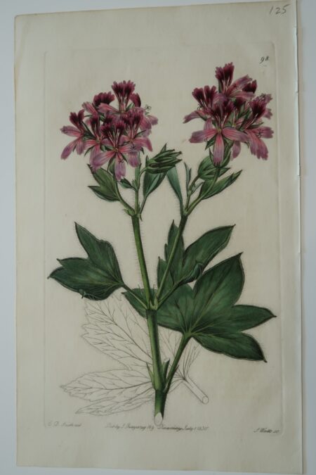 An 1830 bookplate engraving of geraniums, sourced from Sweet's work on the flowers.