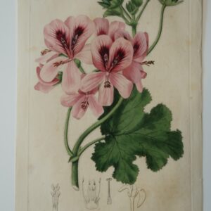 An original antique flower print, a hand-colored engraving of pink geraniums published by Ridgeway Sept 1, 1820.
