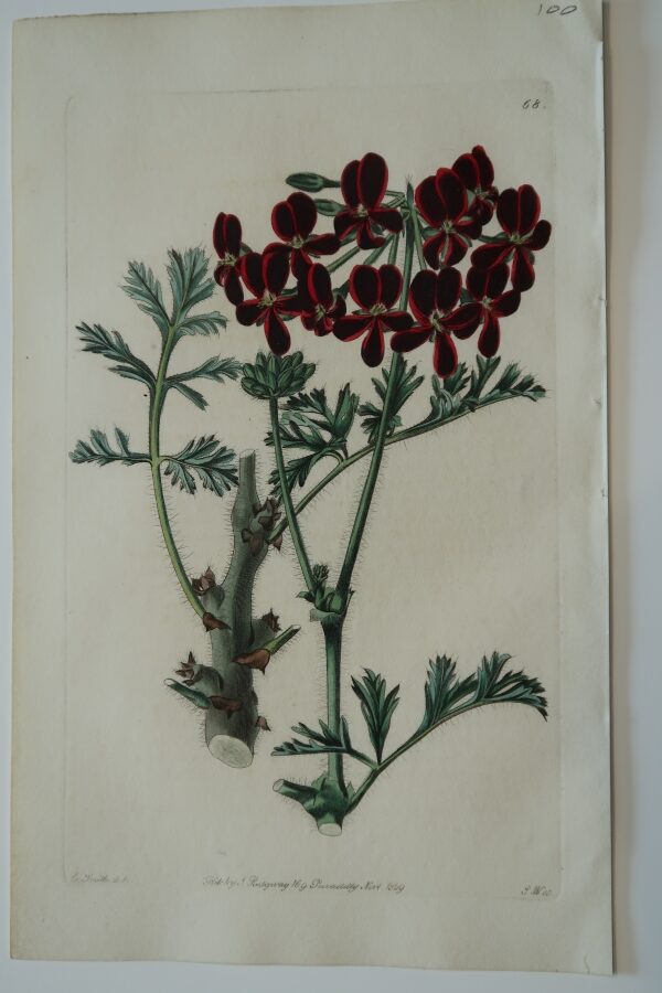 This artwork is an 1829 antique engraving, hand-colored, of dark red geranium.