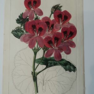 Pink Flower Engraving Sweet2, an antique flower engraving in dusty pinks.