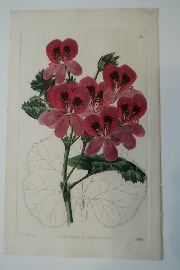 Pink Flower Engraving Sweet2, an antique flower engraving in dusty pinks.