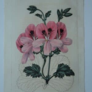 A striking, 190 year old flower engraving, stunning pink geranium, with leaf structure detailed.