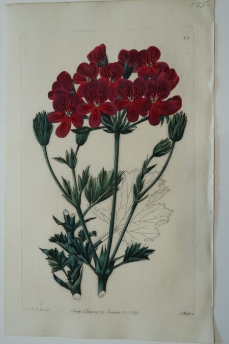 A velvety deep red geranium engraving from the 1830's.