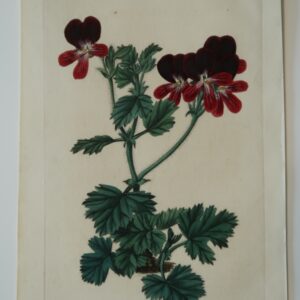 1830 hand-colored engraving geraniums, dark red blooms, blue-green leaves. Sweet Plate 76