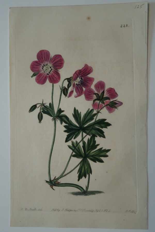 A beautiful 200 year old engraving of purple geranium.