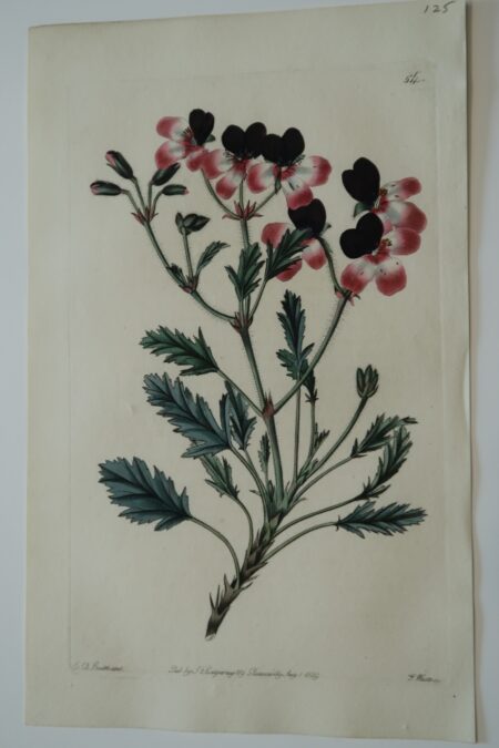 An unusual tri color geranium engraving, 2 centuries old.
