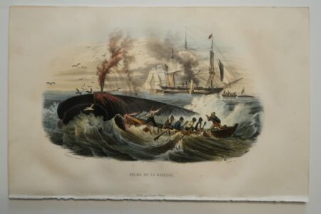 Whaling ships and whaleboats, Peche de la Baleine, a mid 19th century, antique lithograph. Whaling scene features distressed Baleen whale, being attacked by 6 men in whaleboat. Whaling ships in distance. 6 1/2 x 10"