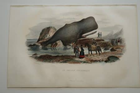 Rare whaling bookplate from Histoire Naturelle de Lacepede, Furne et Cie, 1844 Paris.