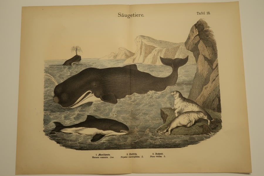 Original, antique whales engraving hand-colored. Colorful scen shows baleen whaleboats & whaling ships, and harp seals..