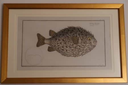See this puffer blow-fish engraving by a 18th century Icthyologist. This piece has professional museum picture framing (gold frame). It is from 1772-1778, about 250 years old.
