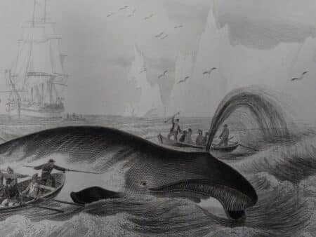 Exploring the world of whales, this antique engraving printed 150 years ago, of active whaling scene. Search our inventory of, antique whale engravings.