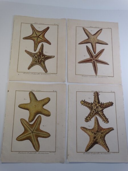 A set of four starfish, hand-colored engravings, approximately 200 years old. Example of the high quality of, ocean related sets of original & decorative antique prints we offer.