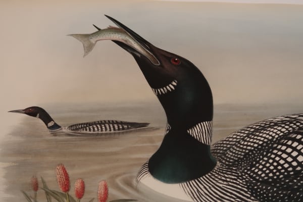 Close-up detail in the decorative antique lithograph, of ocean water-birds. See more by clicking.