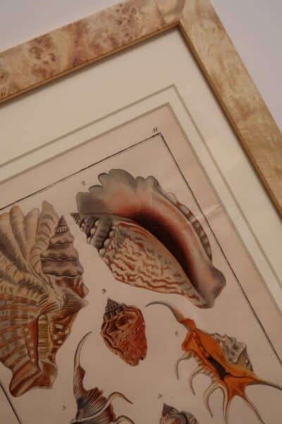 Surround yourself with the beauty of the ocean. Decorative antique prints, of seashells, many are hand-colored engravings, and antique lithographs, over 100 years old.