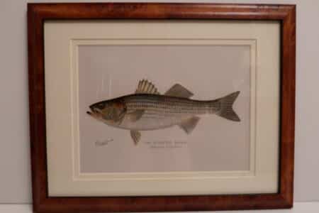 A beautifully framed striped bass, 120 year old lithograph. A representative example of the high quality, of original antique prints we sell.
