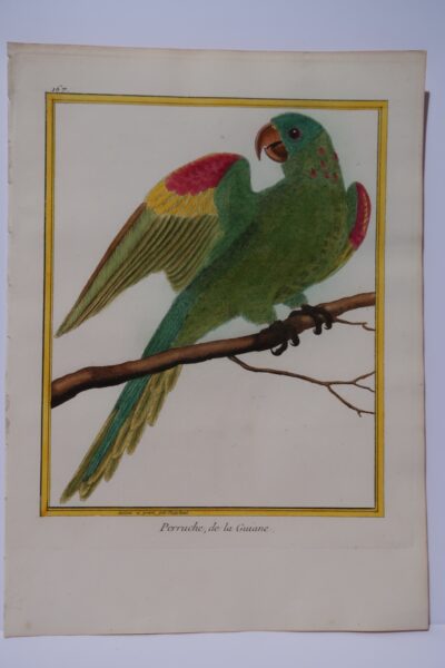 Martinet Buffon Perruche Guinentique engraaving, from Martinet's bird books, published 1770-1783, is of a Guiane parrot, with green body and red and yellow at the shoulder of the wing. Wing is extended.