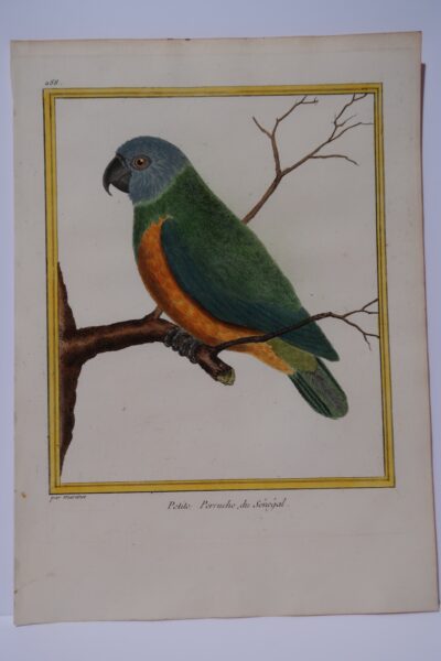 Martinet Petite Perruche Senegal. is plate 288 from Francois Martinet & Compte de Buffon's books on birds. 18th century engraving. Grey headed, green upper and wings, golden elly.