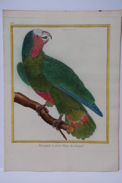Sourced from Histoire Naturelle es Oiseaux, rare hand-colored engraving, of Perroquet front blanc Senegal, plate335, actually the bird has a red throat, and white top of his head.