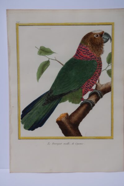Perroquet maille Cayenne Guiana is the title of this antique engraving of a colorful parrot with feathers in greens and reds. Native of French Guiana.