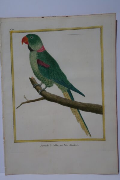18th century Martinet engraving, of a little green parrot with a colorful collar around his neck, almost like a necklace, Perruche Collier is a native bird of Isle Maldives, an archipeligo, subcontinent of Asian.
