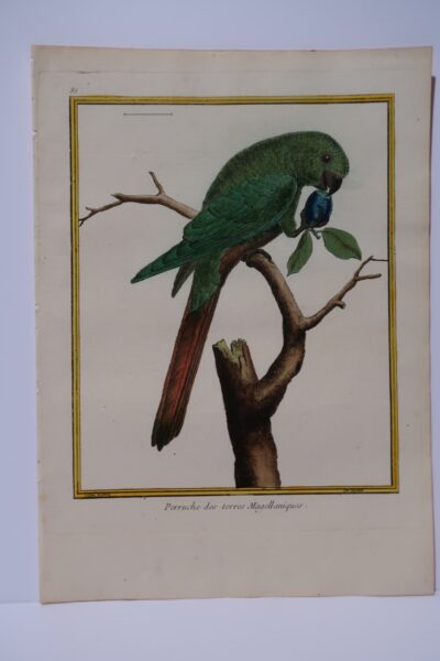 An 18th century, hand-colored engraving. parrots and toucans by Buffon and Martinet. This is plate 85, the emerald green or Astral parakeet, of South America.