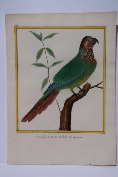 Wonderful 18th century engraving, ofa long tailed parrot, entitled, Perruche gorge tachetee or Varied Parakeet.