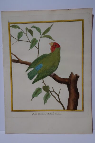Parrots and Toucans by Burron and Martinet, this is Petite Perruche Male of Guinee Plate60, depiction also represents, the Wild Parrots of Telegraph Hill, in San Francisco.