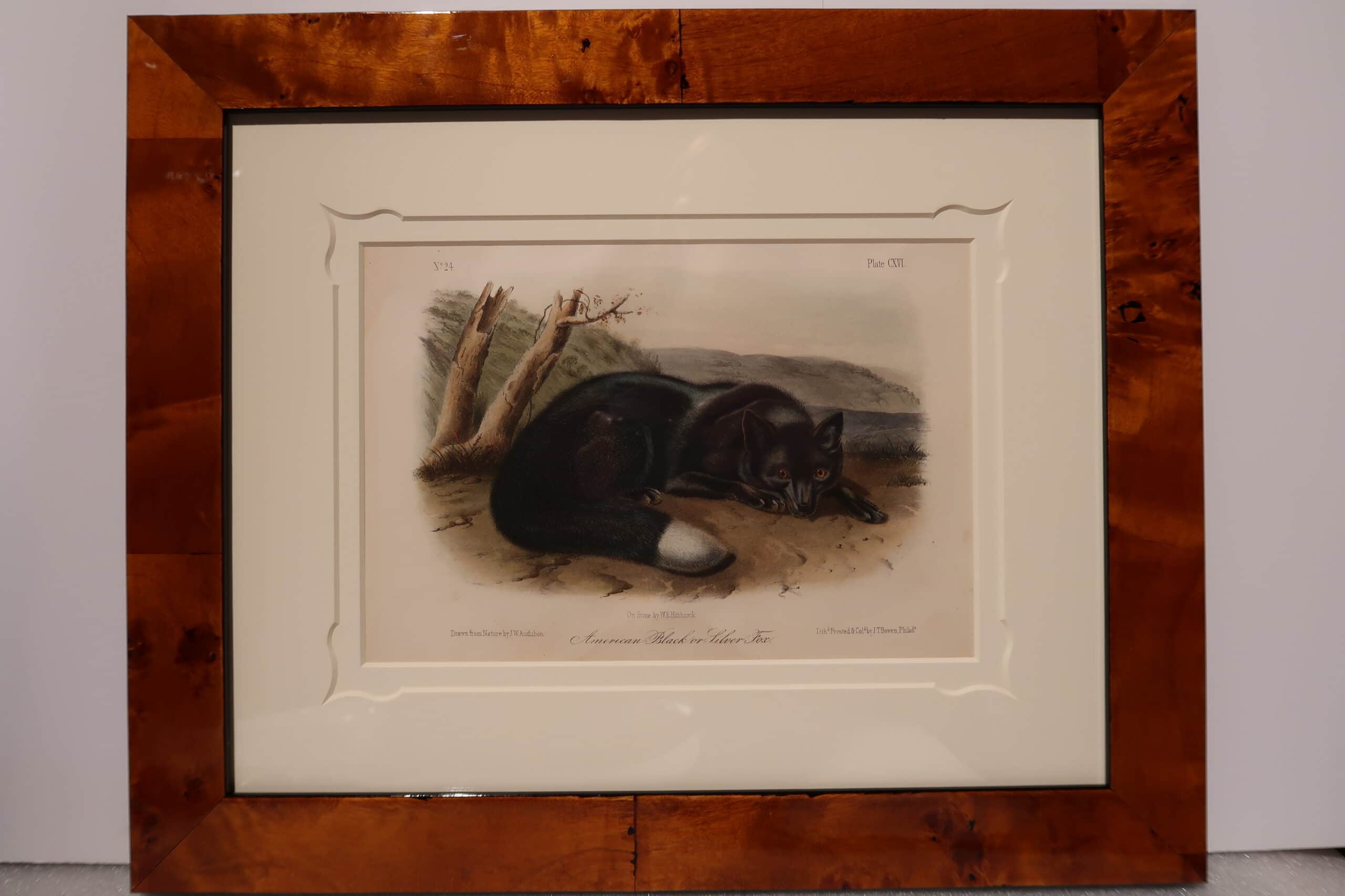 A beautiful J.J. Audubon Woodland animal called the black fox, or silver fox, of America. Beautifully framed and ready to hang.