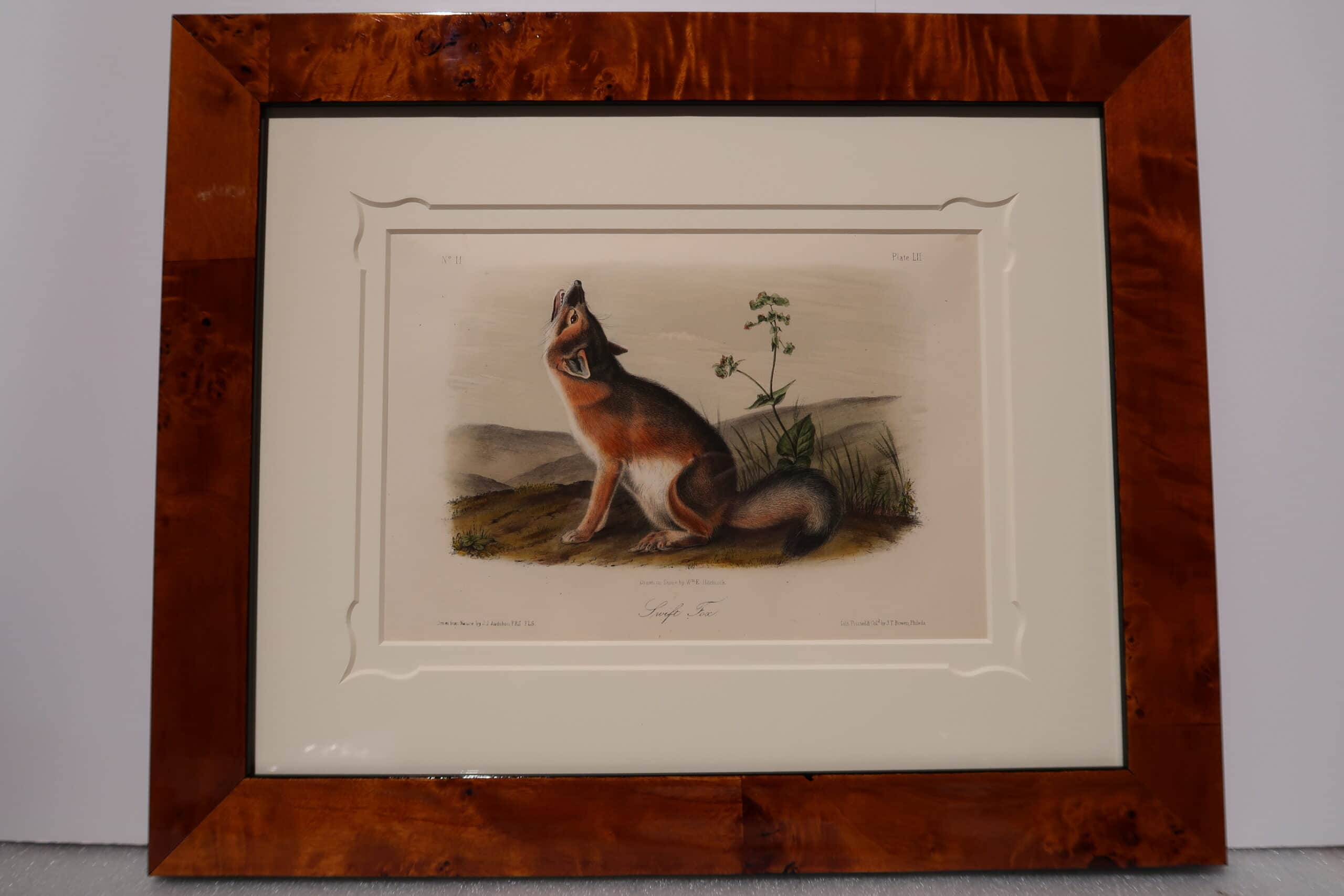 A stunning red fox, or Swift Fox, by John James Audubon. This antique hand-colored lithograph, printed in Philadelphia in1855. It is framed with a exquisite matting, UV glass, in a low profile, modern gloss burlwood frame.
