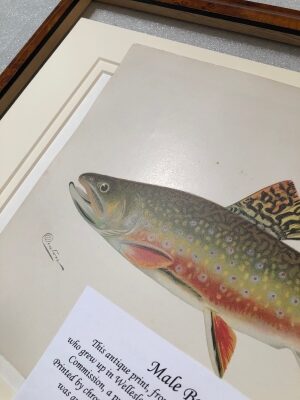 Art for a sports fisherman. Sherman Denton Male Brook Trout, mocked up with double mat and Italian burlwood frame. Certificate of authenticity of 120 years old bookplate.