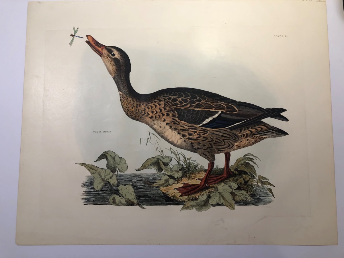 A female wild duck is plate L (roman numeral for 50), an original hand-colored engraving, from "Illustrations of British Ornithology, which published in the UK from 1817-1834.