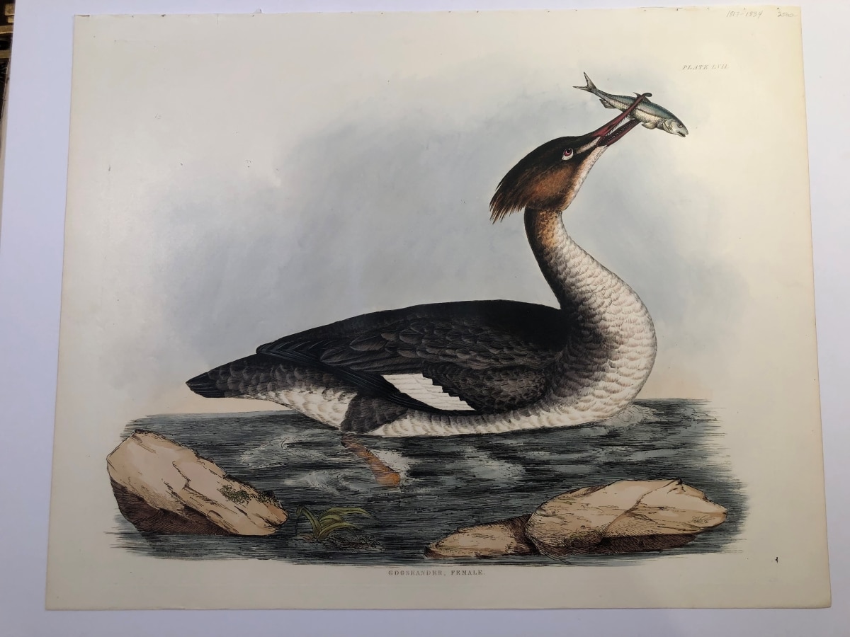 An original engraving, John Prideaux Selby, from "Illustrations of British Ornithology," of the Female Gooseander or Merganser Duck, with fish in razor billed beak.