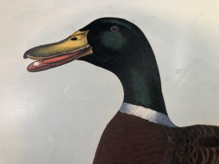 We sell original engravings of ducks by John Prideaux Selby's "Illustrations of British Ornithology" from 1817-1834. Folio sized with J. Whatman watermark in the paper. Exquisite hand-colored art, from two centuries ago.