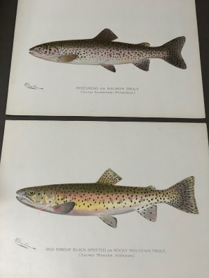 A pair of exceptional rare prints, over 100 years old, of American Steelhead salmon and Cut-throat trout from the Rocky Mountains. Perfect art for a sport fisherman's home or office.