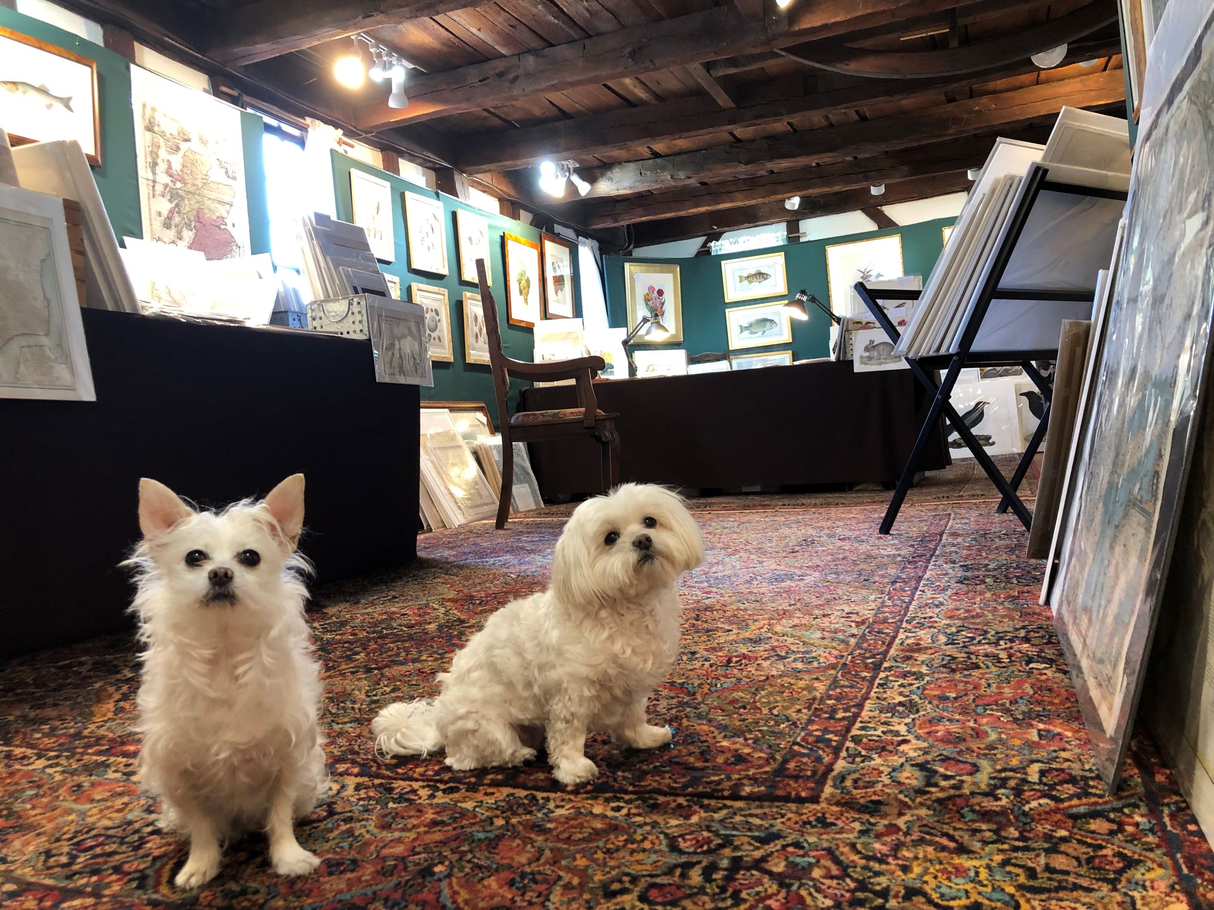 I am Pico and this is Kirby. We are the welcoming committee for Bowens Wharf Newport RI. Find us at the Antique Prints Gallery. Two charming old dogs. Lots of old maps in a historic c.1760 wharf building.