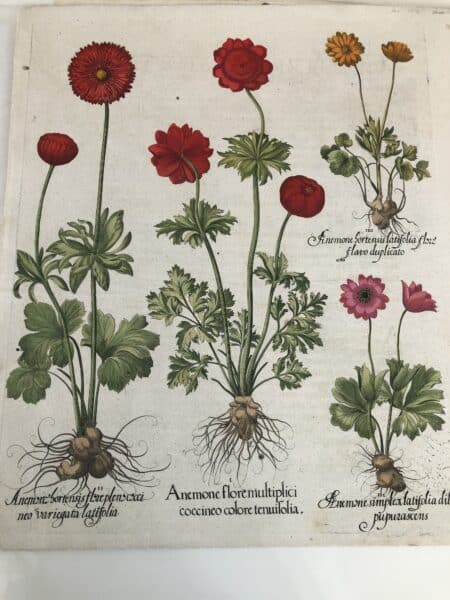 Fancy Flowers by Basil Besler, the bishop's gardens in Eichstatt Germany. Red-orange flowers with detail root systems shown. Extra good condition, for an old engraving, over 200 years old.