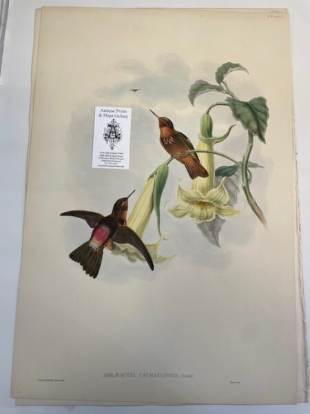 This spectacular original John Gould Hummingbird print is an antique lithograph with watercolors added at the time of publication c.1860. It is over but some were before while others published a bit later than 1860. This John Gould lithograph is over 150-years-old, it is a beautiful depiction of Aglaeactis Caumatonota with a large trumpet flower.