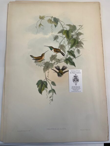 This original John Gould Hummingbird print is an antique lithograph with watercolors added at the time of publication c.1860, but some were before while others published a bit later than 1860. This John Gould lithograph is nearly 150-years-old of Calothorax Fanny