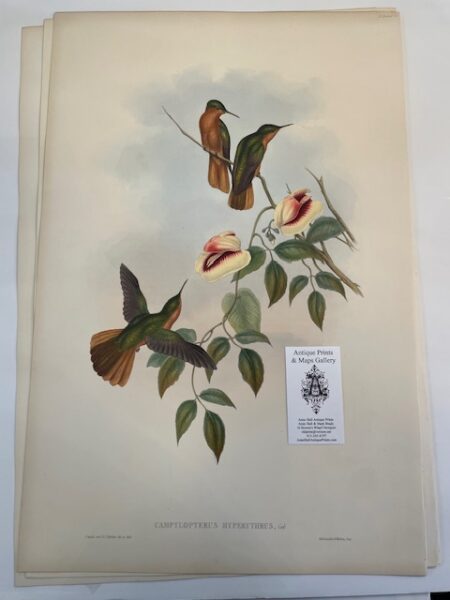 This original John Gould Hummingbird print is an antique lithograph with watercolors added at the time of publication c.1860. This John Gould lithograph is over 150-years-old of Campilopterus Hypertthres