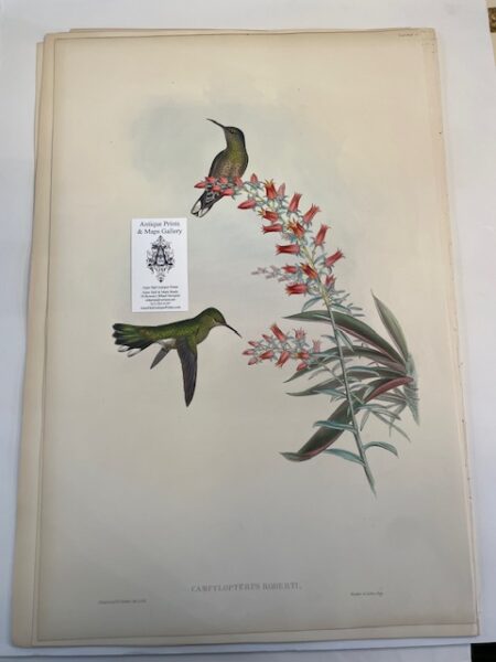 This original John Gould Hummingbird print is an antique lithograph with watercolors added at the time of publication c. 1840-1860. This John Gould lithograph is about 150-years-old of Campylopterus Roberti.