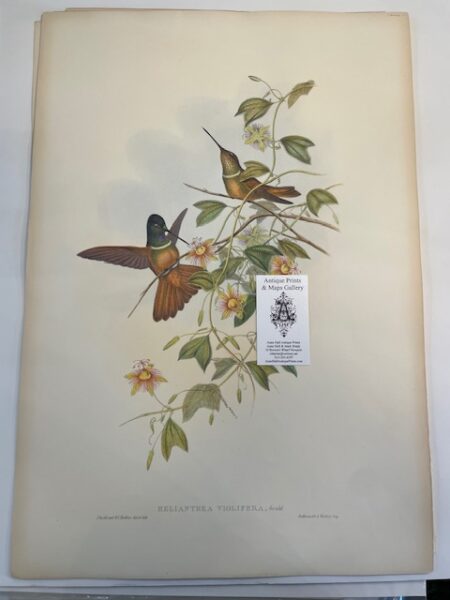 This original John Gould Hummingbird print is an antique lithograph with watercolors added at the time of publication c.1860, but some wer before while others published a bit later than 1860. This John Gould lithograph is over 150-years-old of Helianthea Violiflora, Hummingbirds with Passion Flowers.
